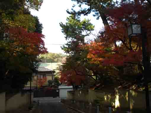 colored leaves both sides of the approach