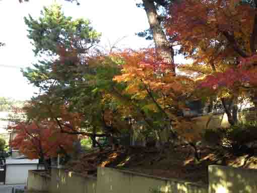 法宣院参道の紅葉