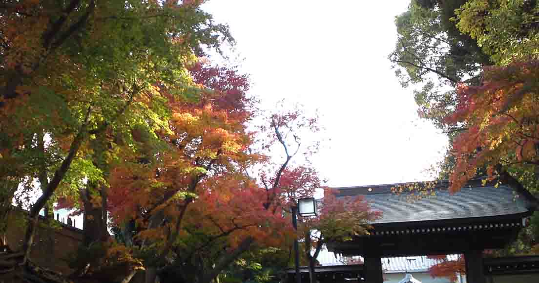 colored maple leaves in Hosenin