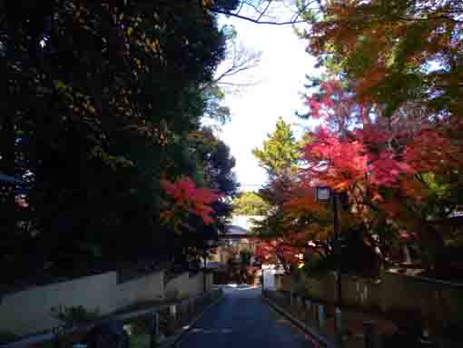 令和３年秋法宣院紅葉の参道