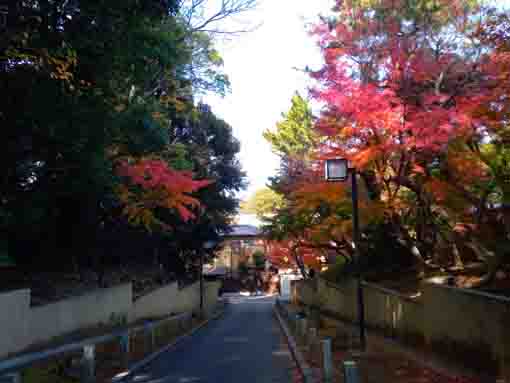 令和３年秋正中山法宣院紅葉の参道１