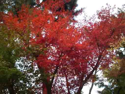 momiji in Hosenji