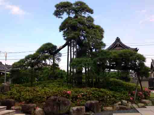 the pine tree in Horenji in Edogawaku