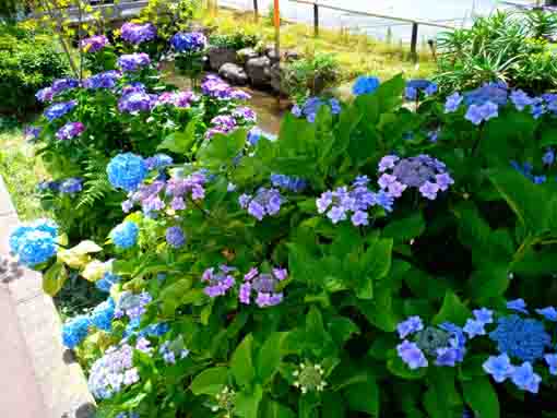 令和３年一之江境川親水公園に咲く紫陽花⑫