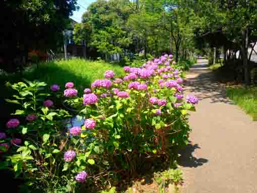 令和３年一之江境川親水公園に咲く紫陽花①