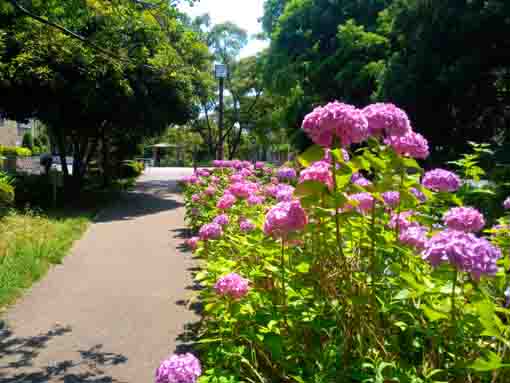 令和３年一之江境川親水公園に咲く紫陽花②