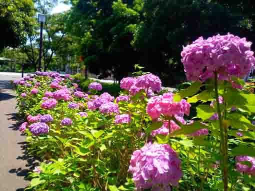 令和３年一之江境川親水公園に咲く紫陽花③