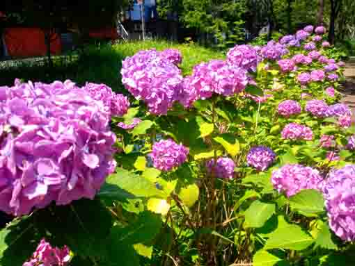 令和３年一之江境川親水公園に咲く紫陽花④