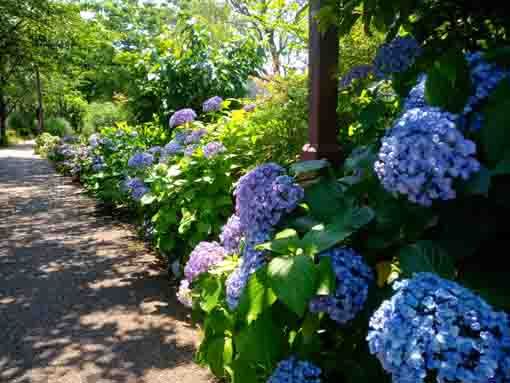 令和３年一之江境川親水公園に咲く紫陽花⑤