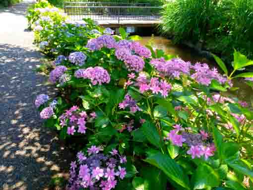 令和３年一之江境川親水公園に咲く紫陽花⑥