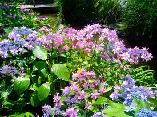 令和３年一之江境川親水公園に咲く紫陽花⑦