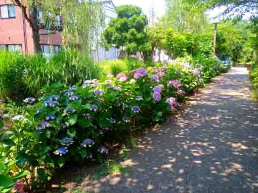 令和３年一之江境川親水公園に咲く紫陽花⑧