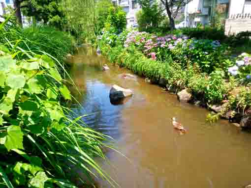 令和３年一之江境川親水公園に咲く紫陽花⑨