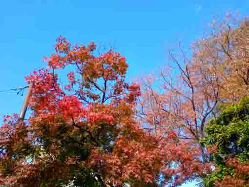 令和３年秋一之江境川親水公園の紅葉６