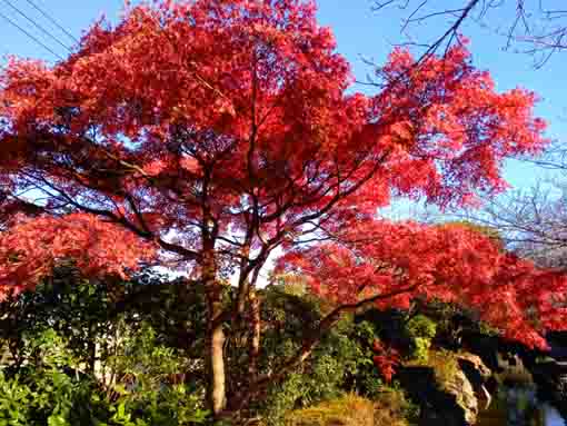 一之江境川親水公園の紅葉