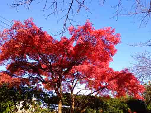 令和３年秋一之江境川親水公園の紅葉２