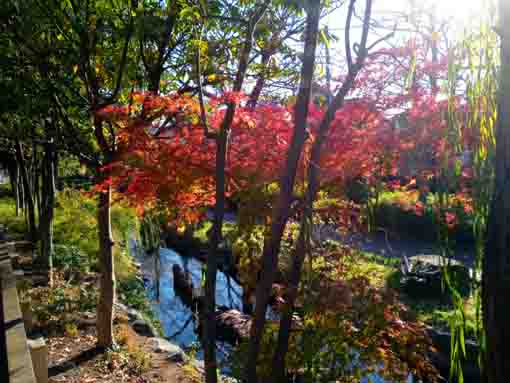 令和３年秋一之江境川親水公園の紅葉５