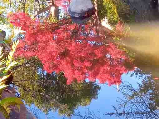 令和３年秋一之江境川親水公園の紅葉３