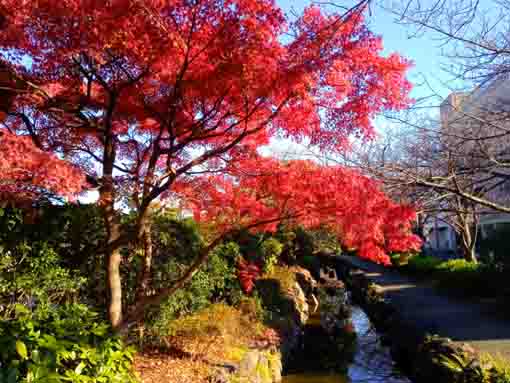 令和３年秋一之江境川親水公園の紅葉１