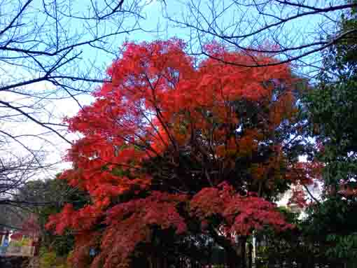 令和３年秋一之江境川親水公園の紅葉４