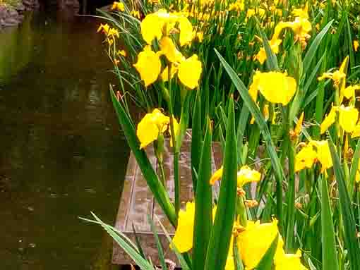 一之江境川親水公園に咲く黃菖蒲の花3