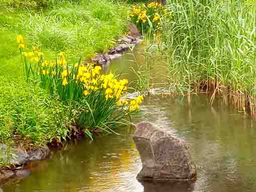 一之江境川親水公園に咲く黃菖蒲の花1