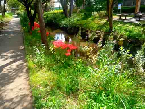 令和３年一之江境川親水公園の彼岸花２