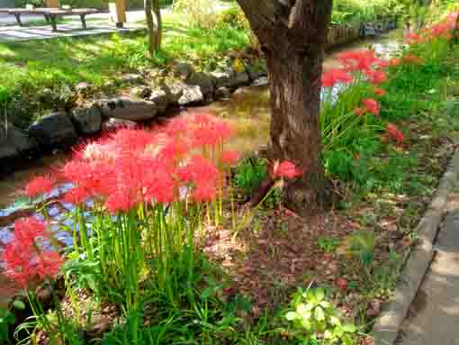 令和３年一之江境川親水公園の彼岸花３