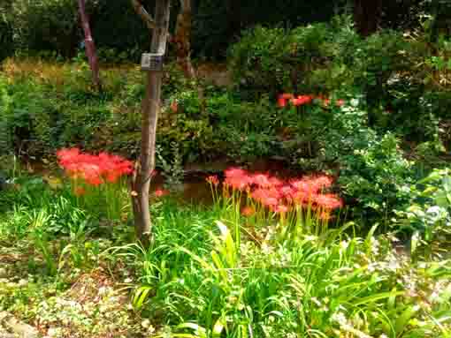 令和３年一之江境川親水公園の彼岸花５