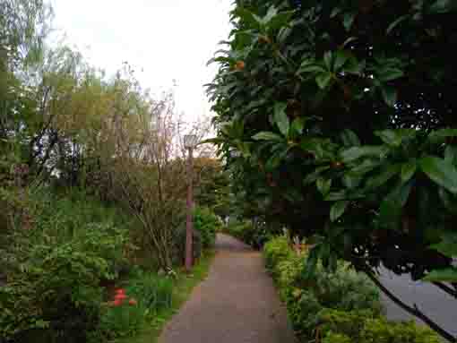 fragrant olive trees in Ichinoe Saskaigawa