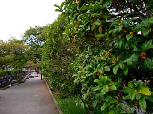 yellow flowers bloom in Ichinoe Sakaigawa