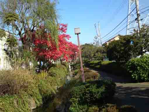 red leaves along the river