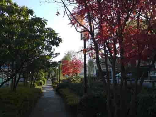 colored trees along the path