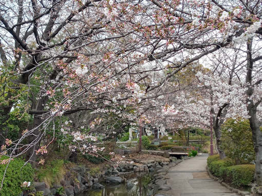 令和６年一之江境川親水公園三分咲きソメイヨシノ