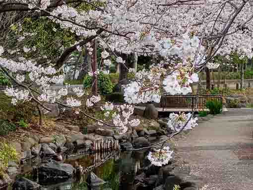 一之江境川親水公園に咲く満開の桜の花々２