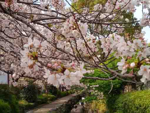 一之江境川親水公園に咲く満開の桜の花々１