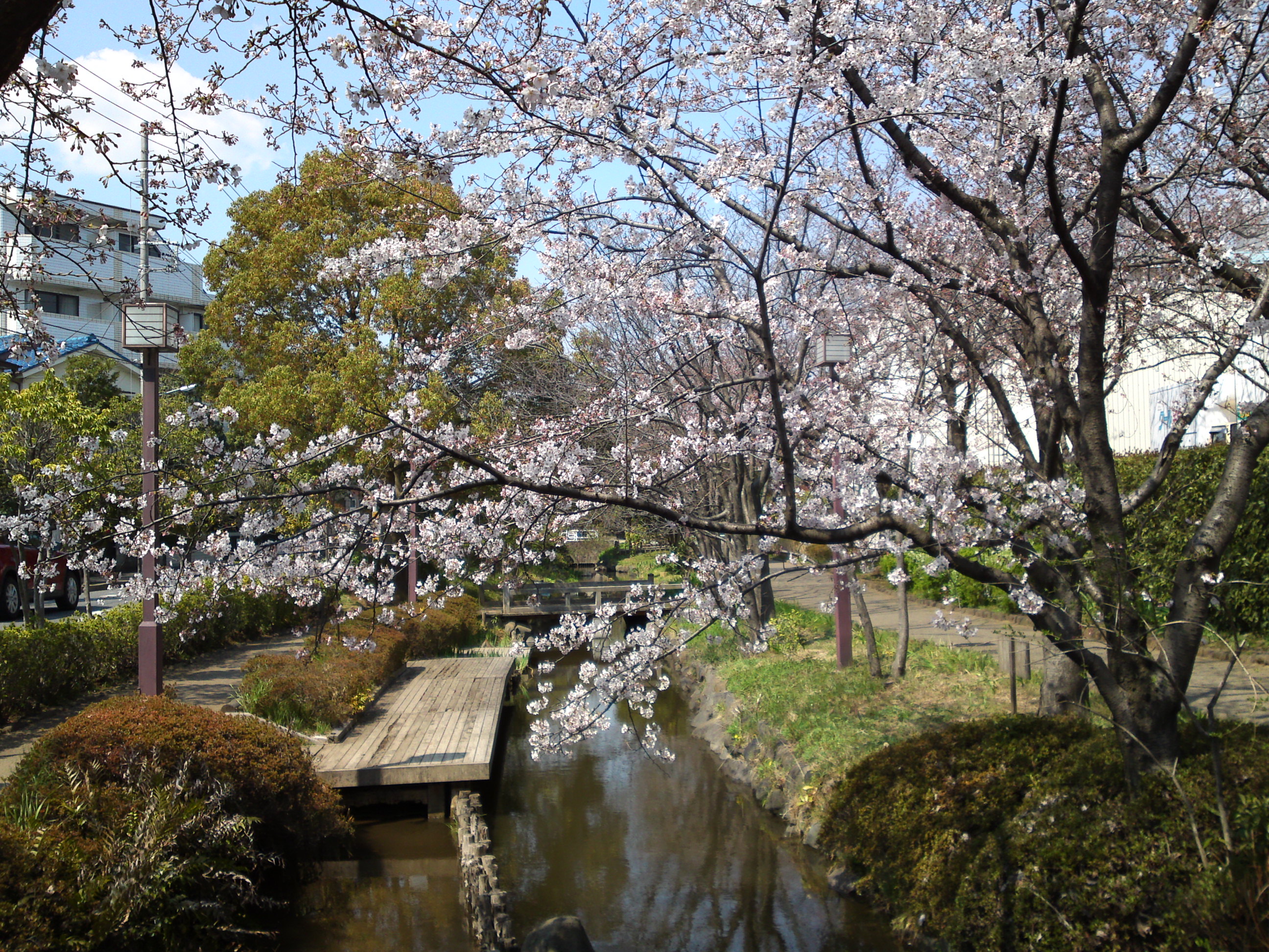 2017年春一之江境川親水公園に咲く桜３