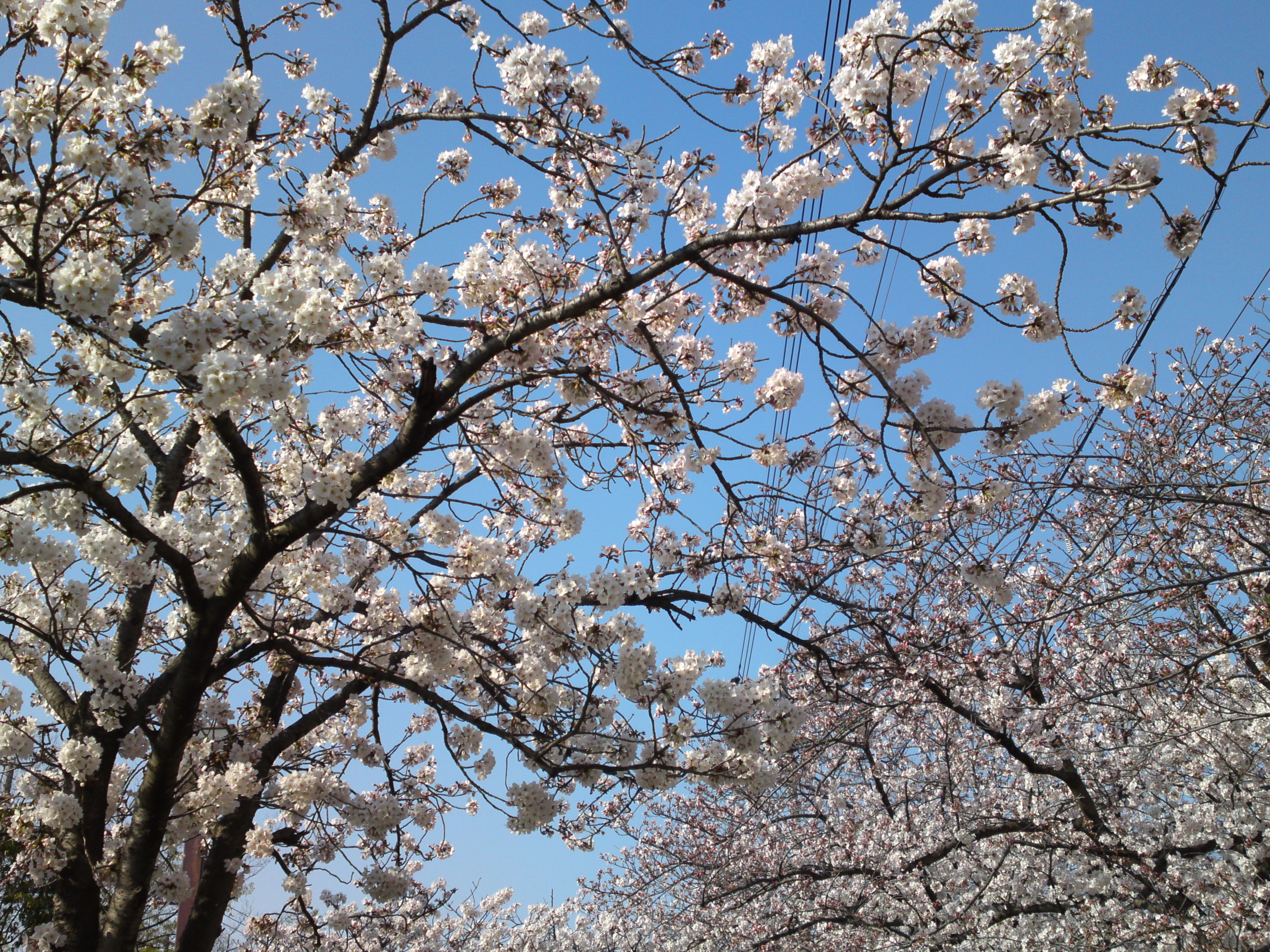 2018年春一之江境川親水公園に咲く桜１