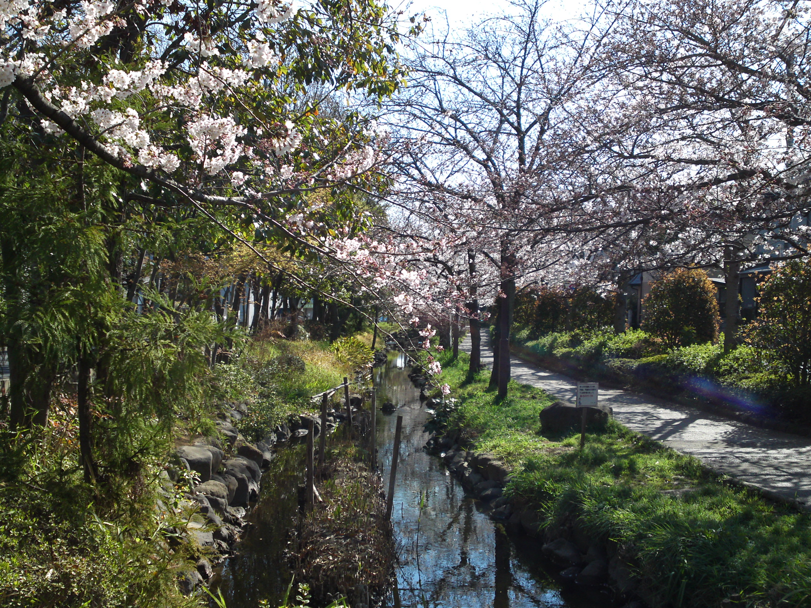 2019年春一之江境川親水公園に咲く桜１