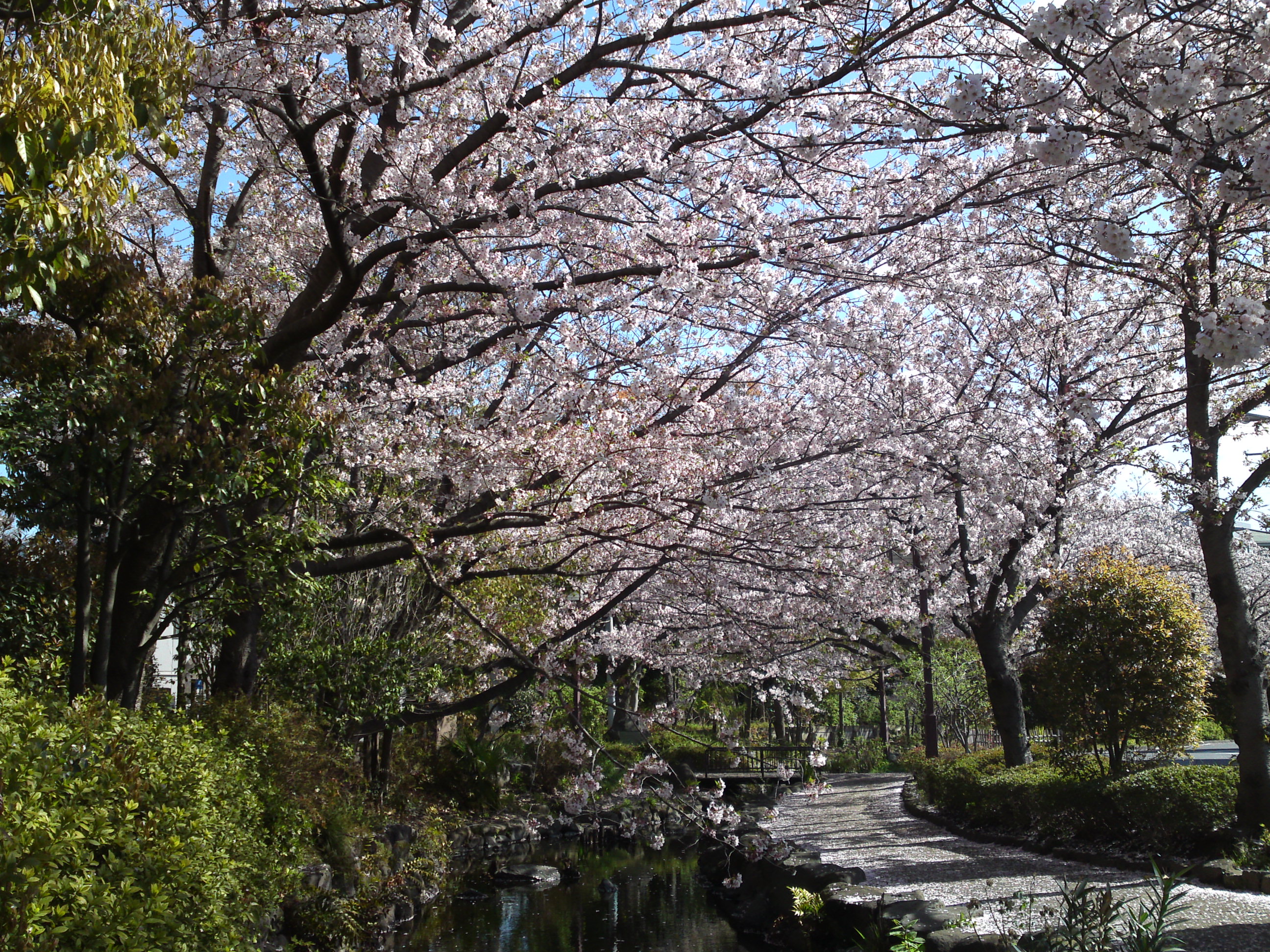 2019年春一之江境川親水公園に咲く桜１１