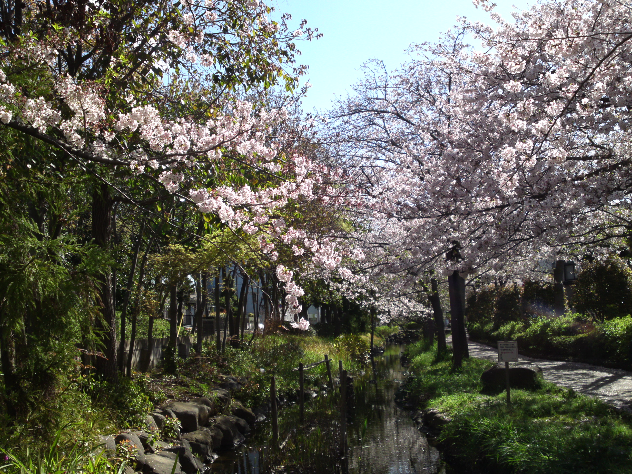 2019年春一之江境川親水公園に咲く桜１２