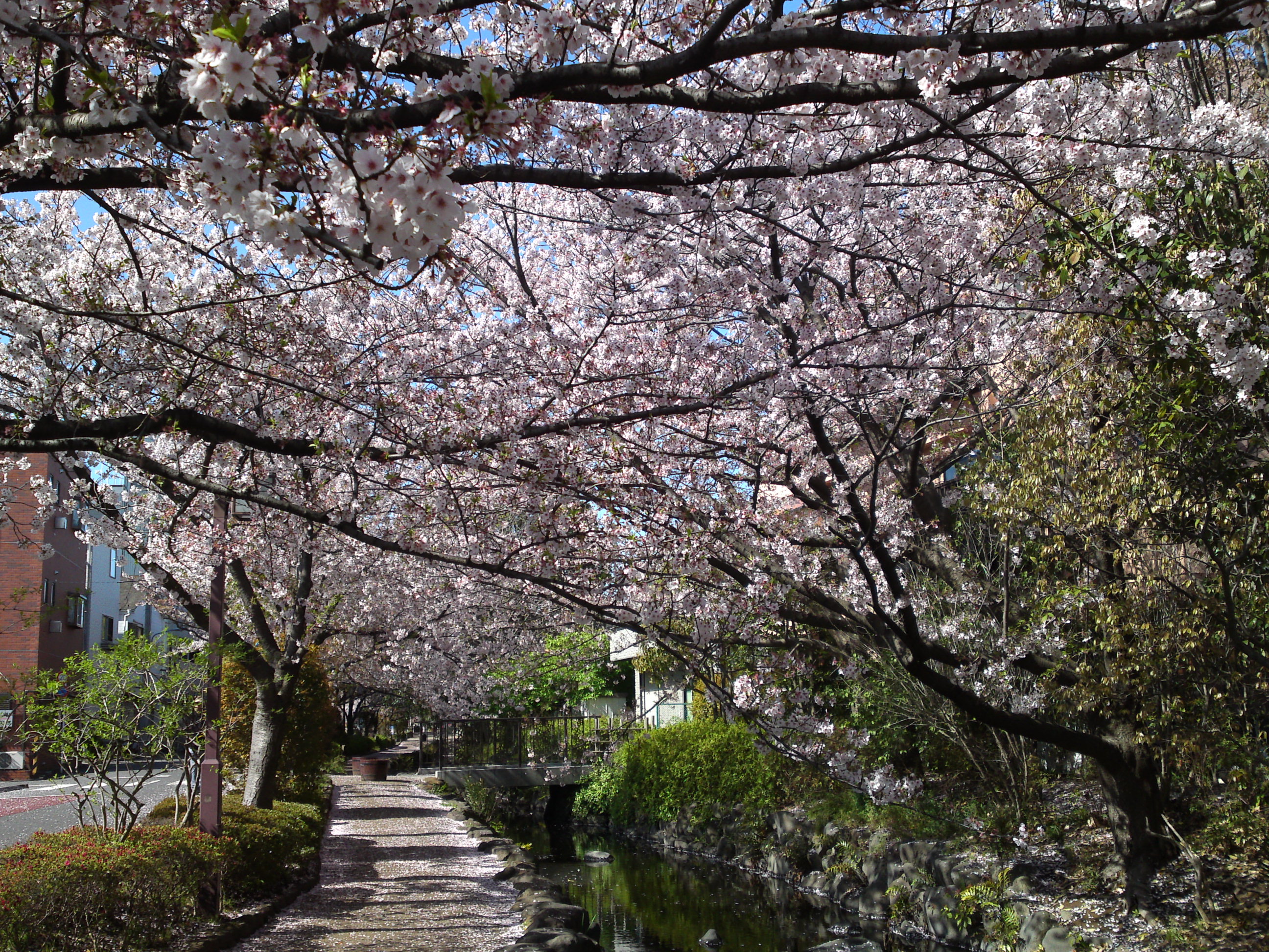 2019年春一之江境川親水公園に咲く桜１３