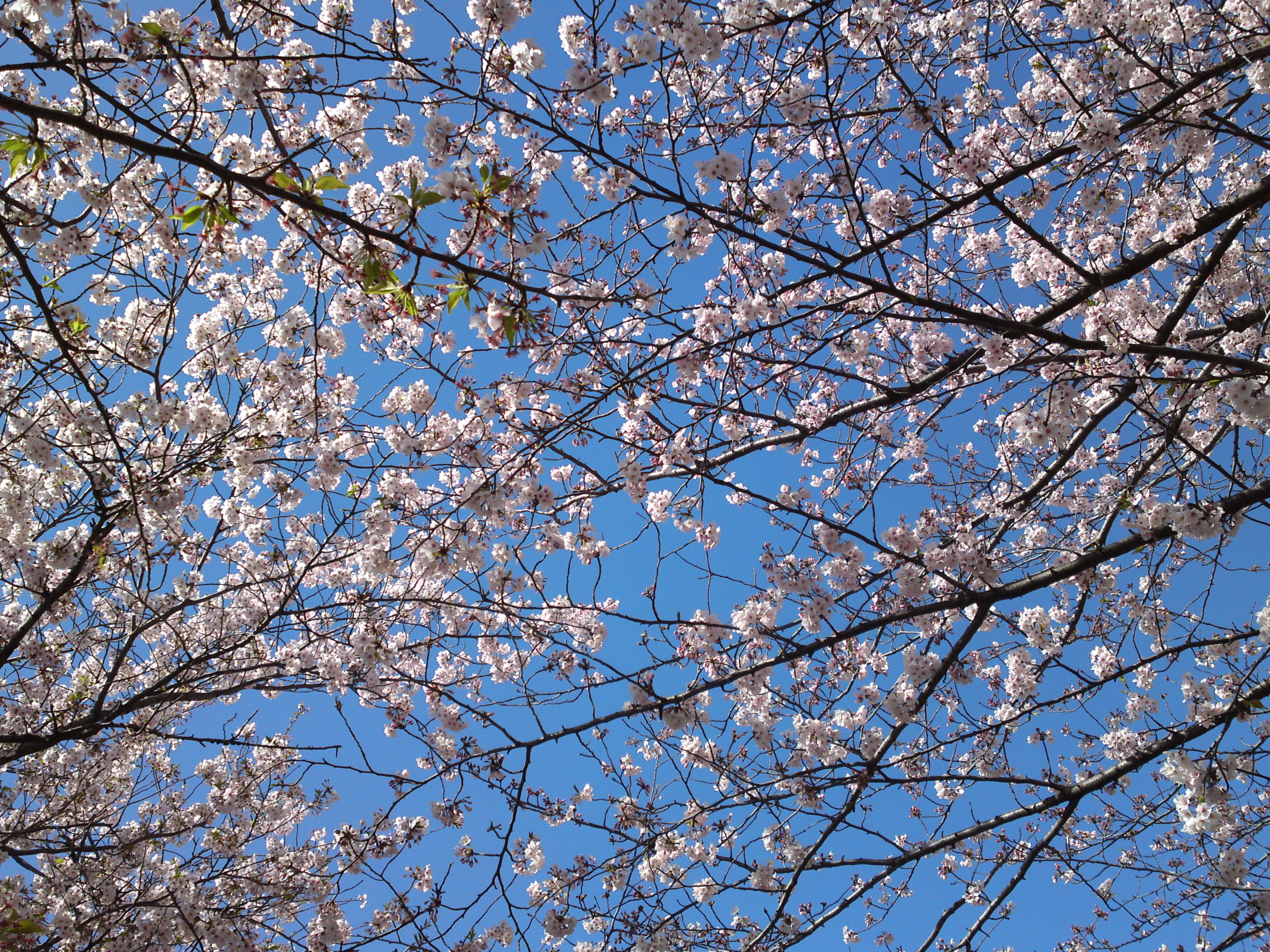2019年春一之江境川親水公園に咲く桜１５