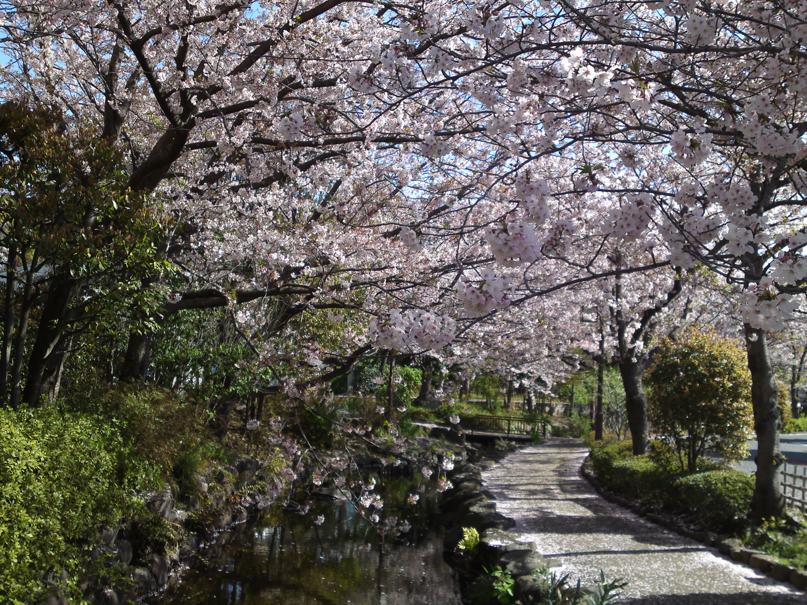 2019年春一之江境川親水公園に咲く桜１６