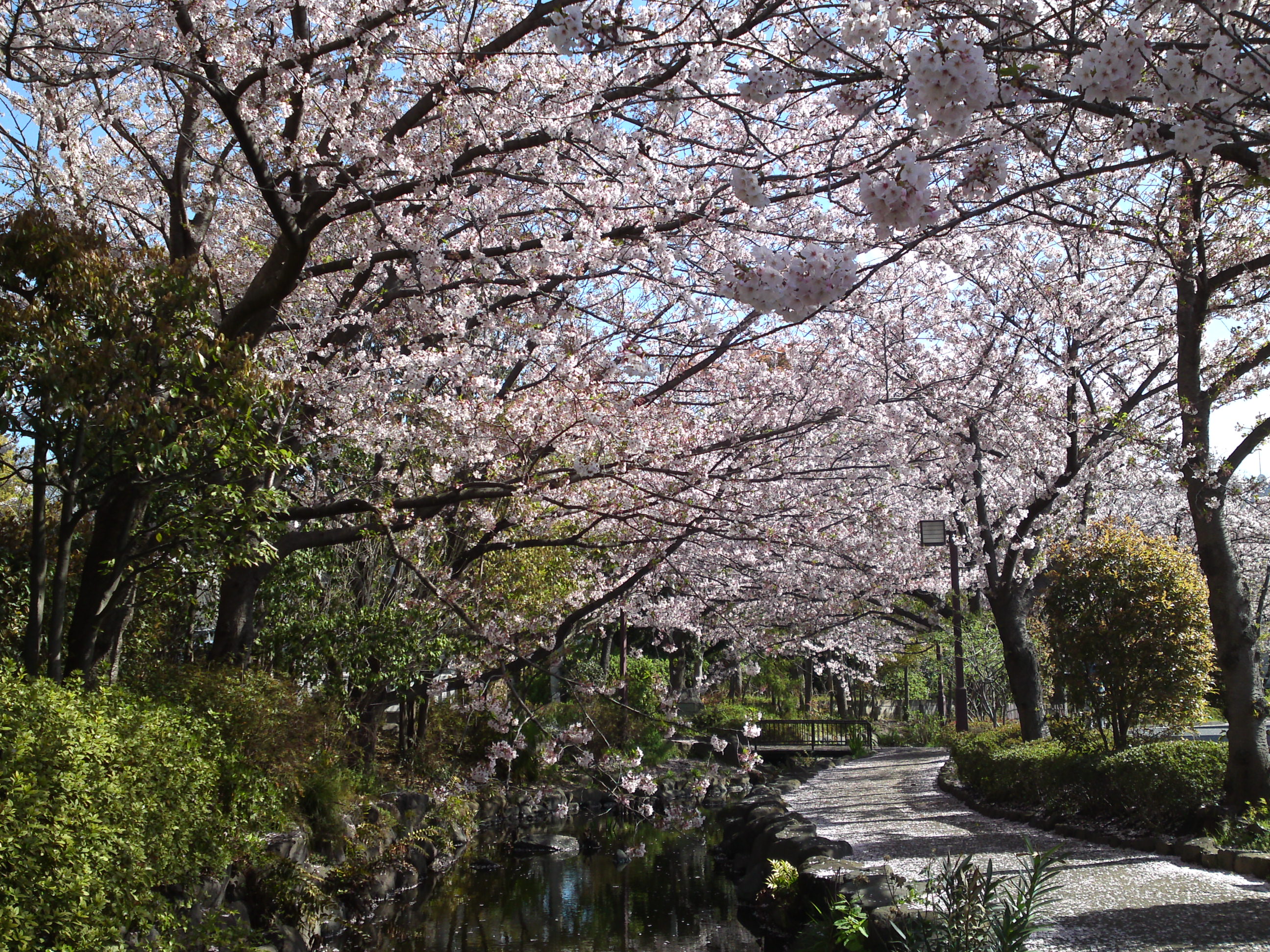 2019年春一之江境川親水公園に咲く桜１７