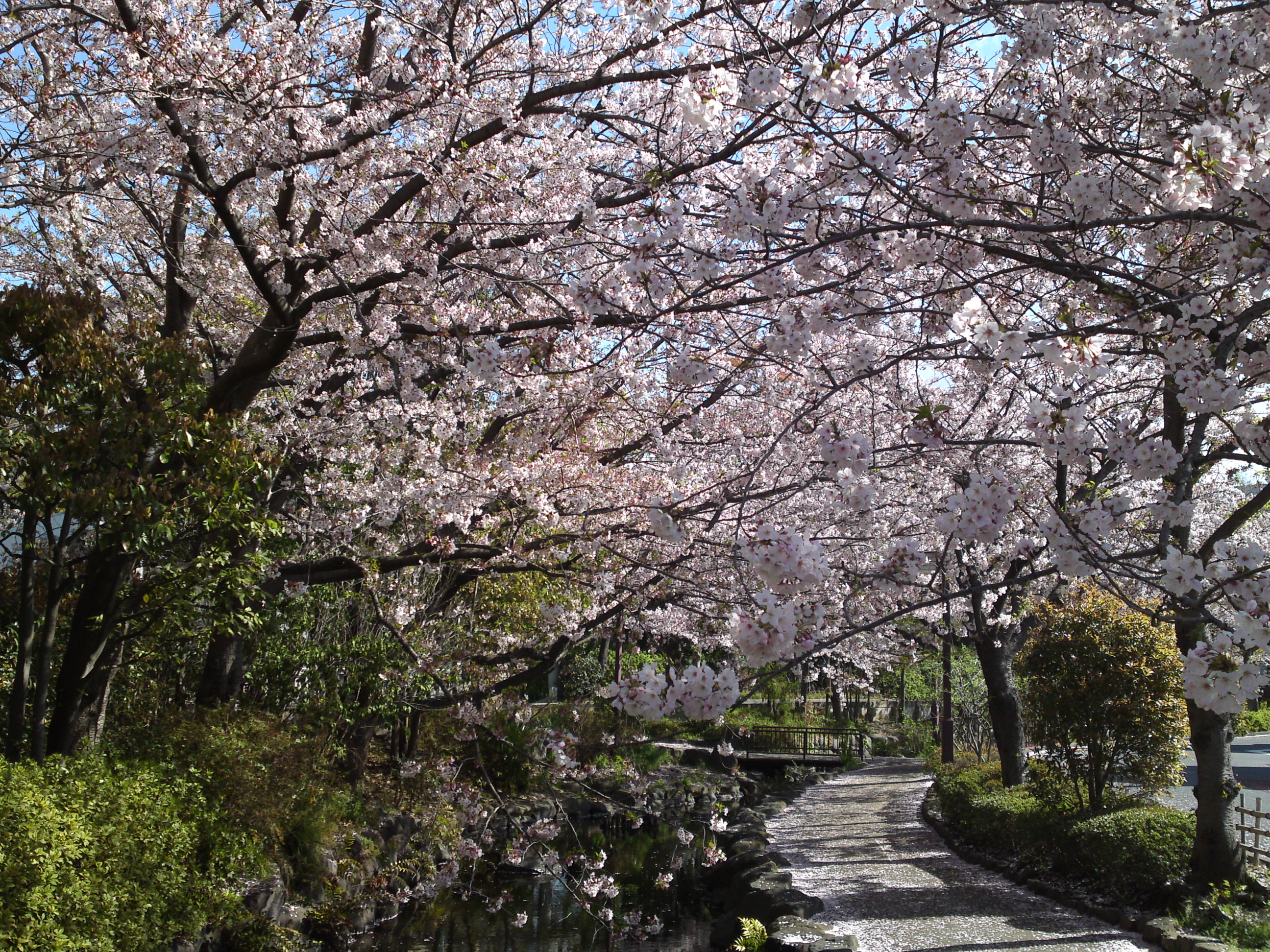 2019年春一之江境川親水公園に咲く桜１８