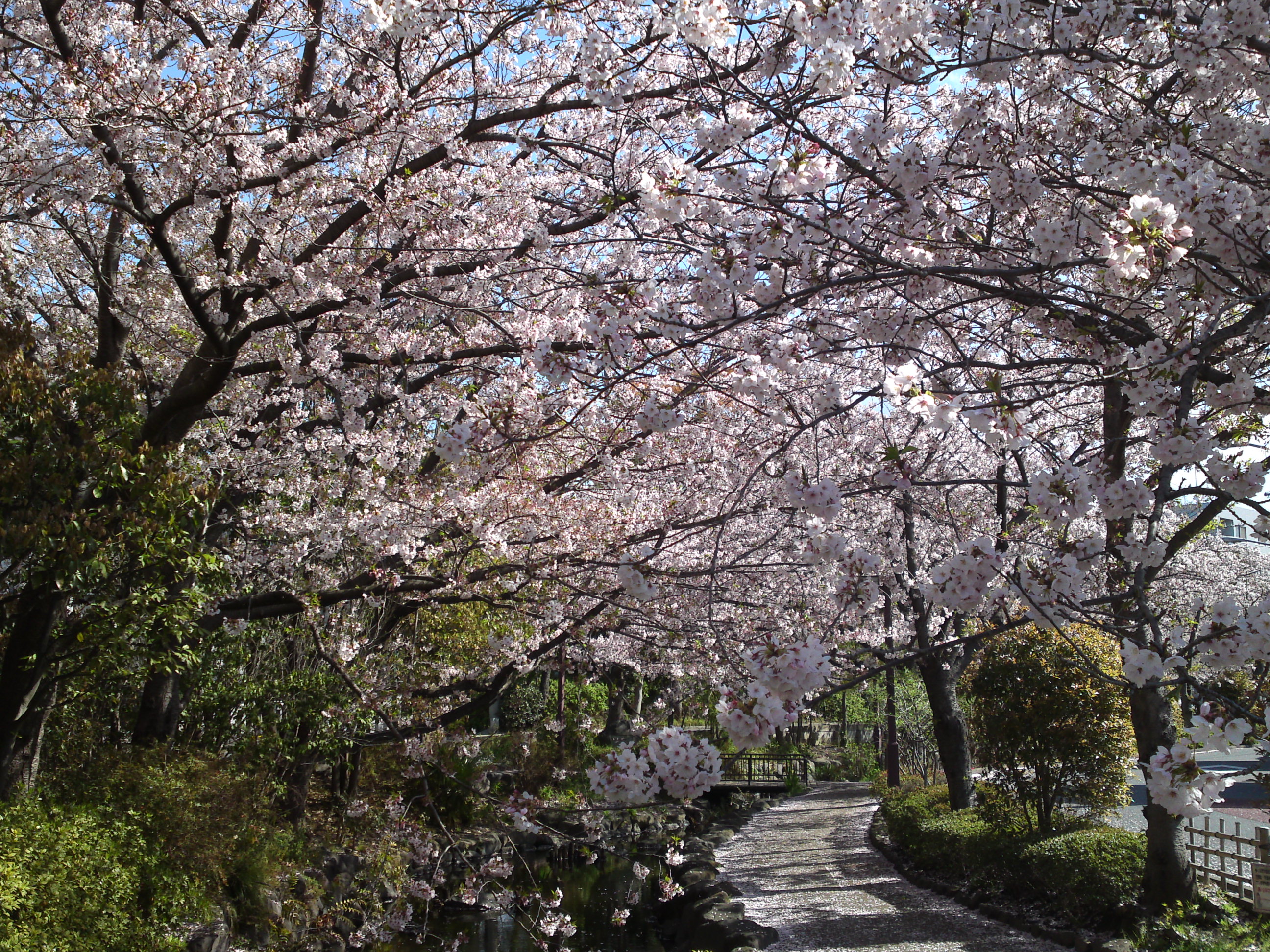 2019年春一之江境川親水公園に咲く桜１９