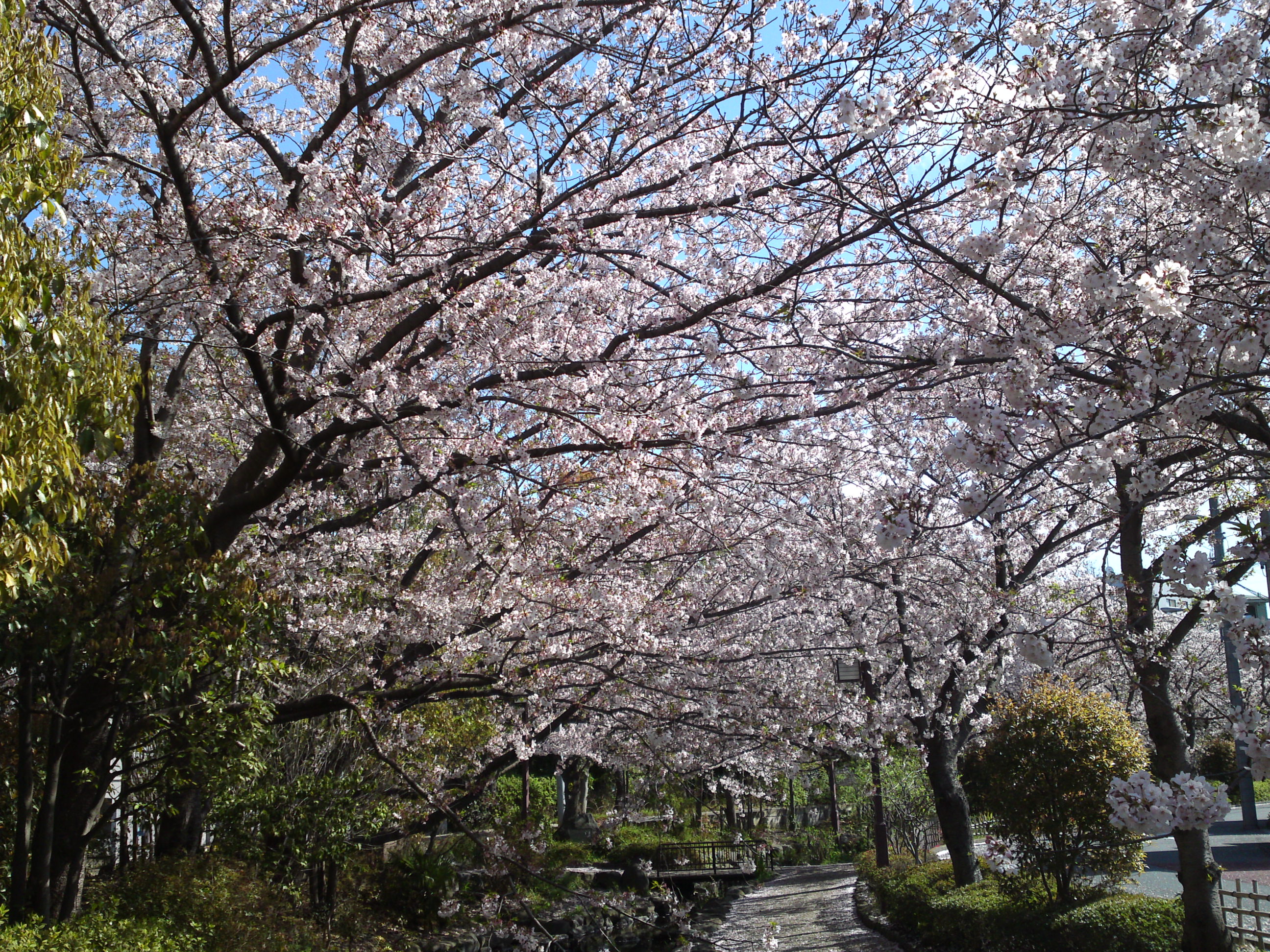 2019年春一之江境川親水公園に咲く桜２０