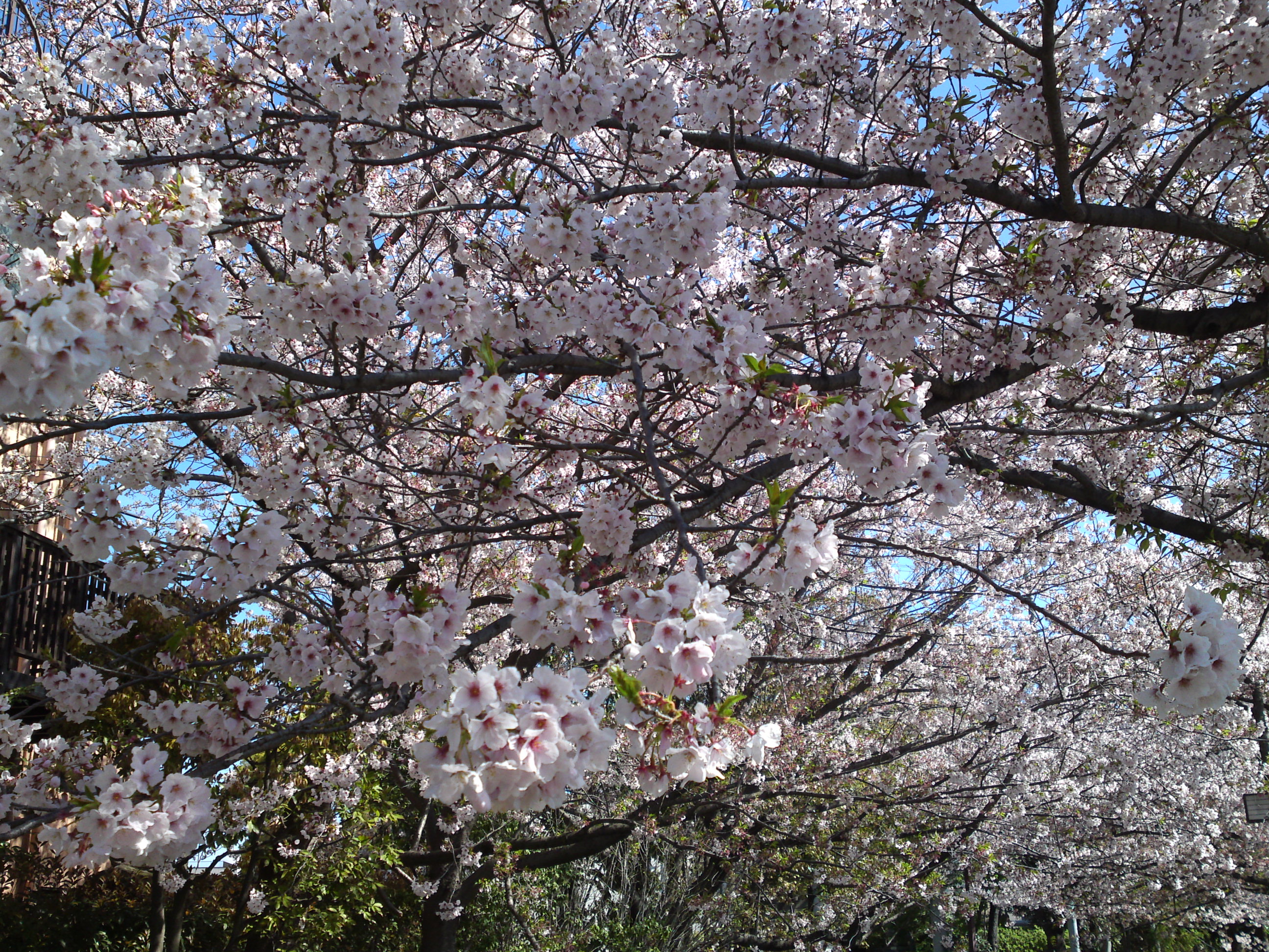 2019年春一之江境川親水公園に咲く桜２５