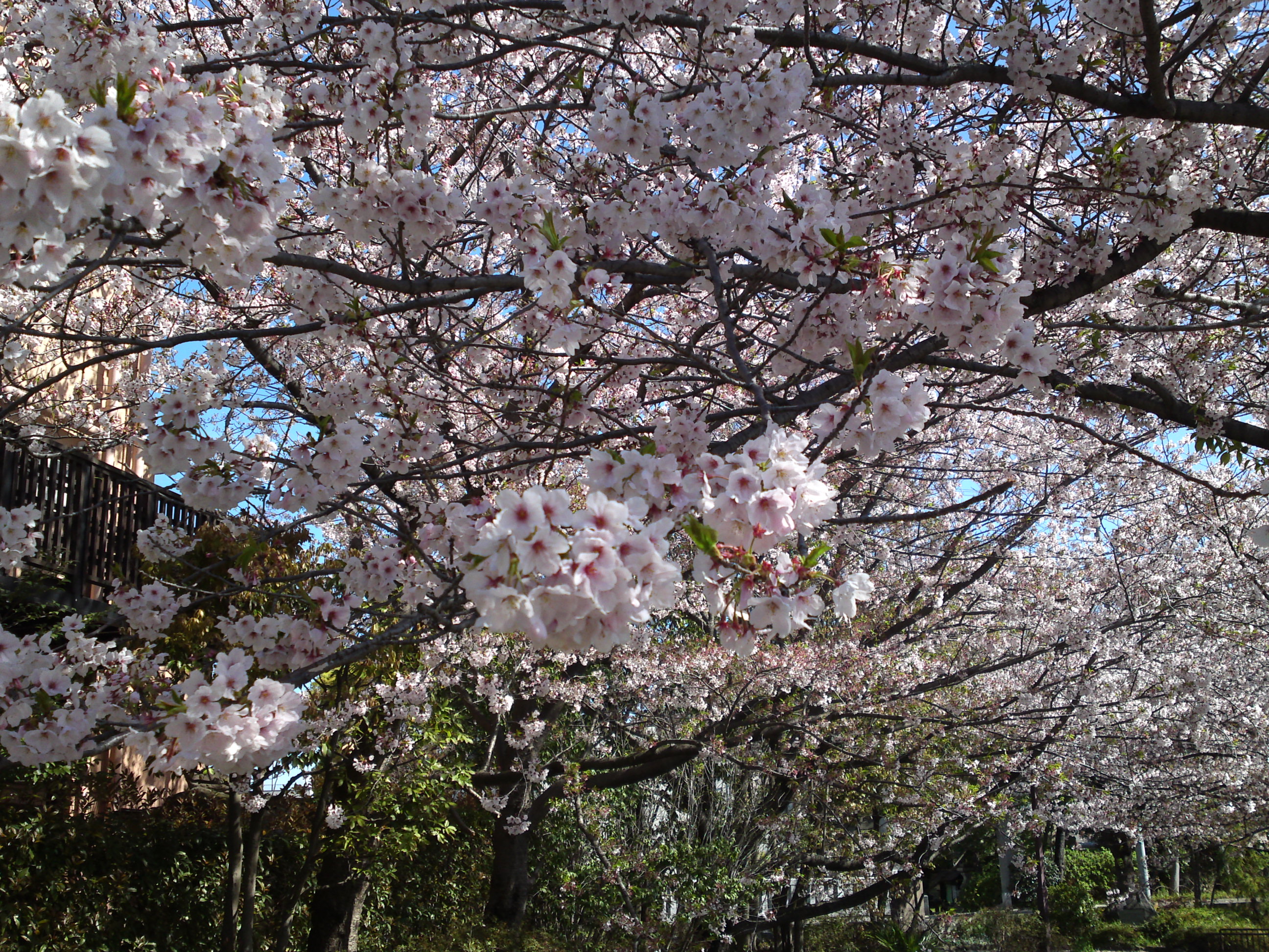 2019年春一之江境川親水公園に咲く桜２６